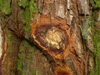 Cedrela odorata